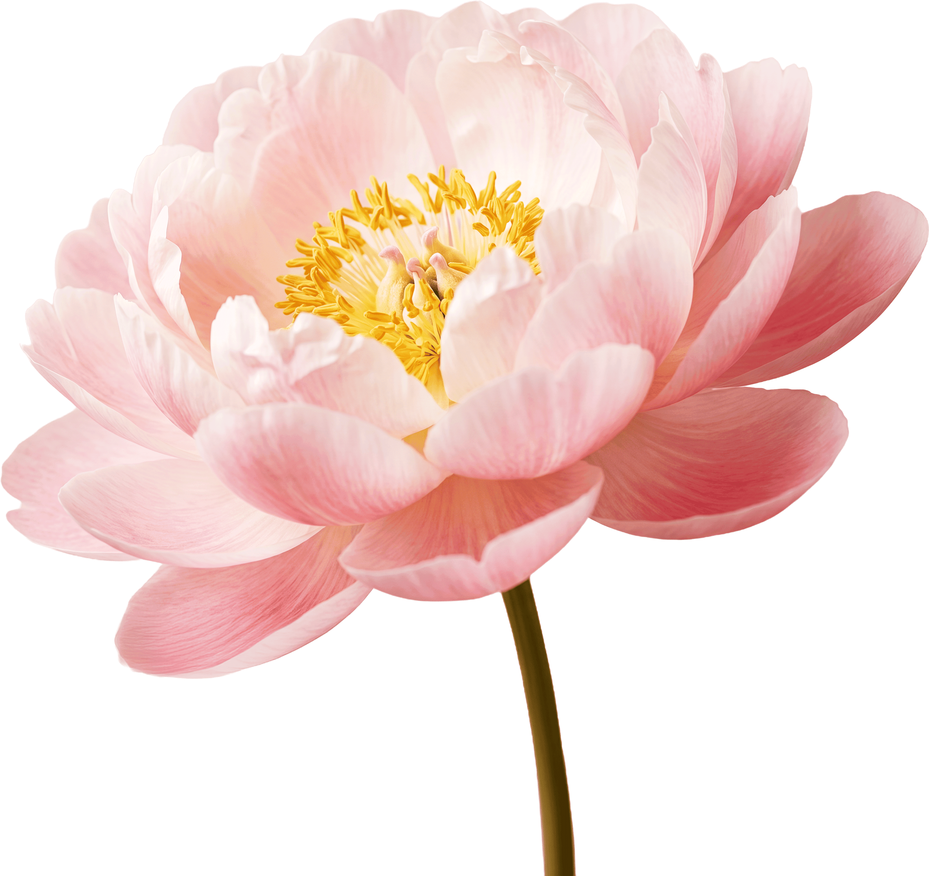 Peony Flower
